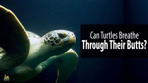Do sea turtles breathe air - 